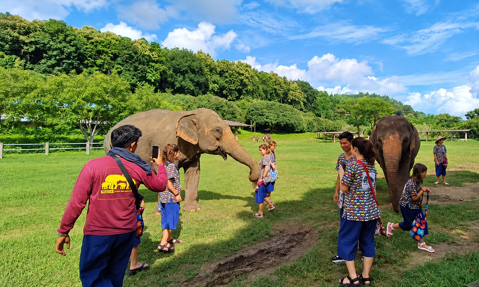 elephant