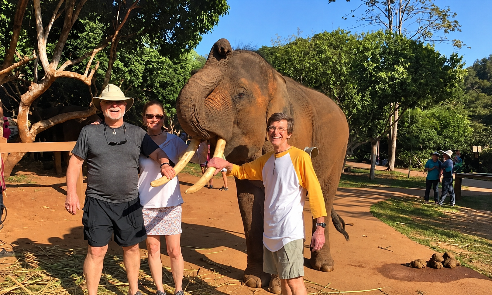 elephant chiangmai
