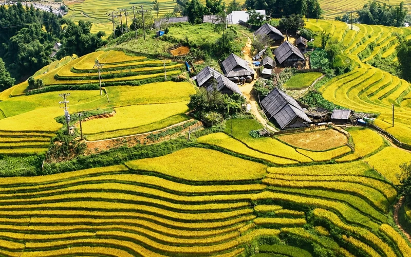 Sapa